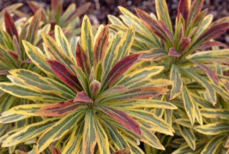 Euphorbia Ascot Rainbow  4&quot;