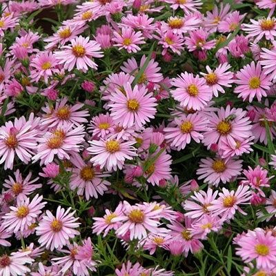 Aster Wood&#39;s Pink 4in