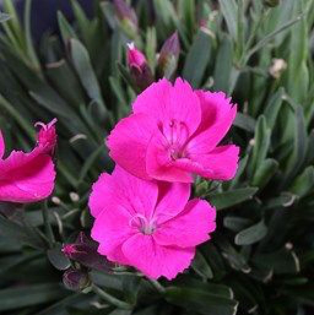 Dianthus Beauties Kate Qt