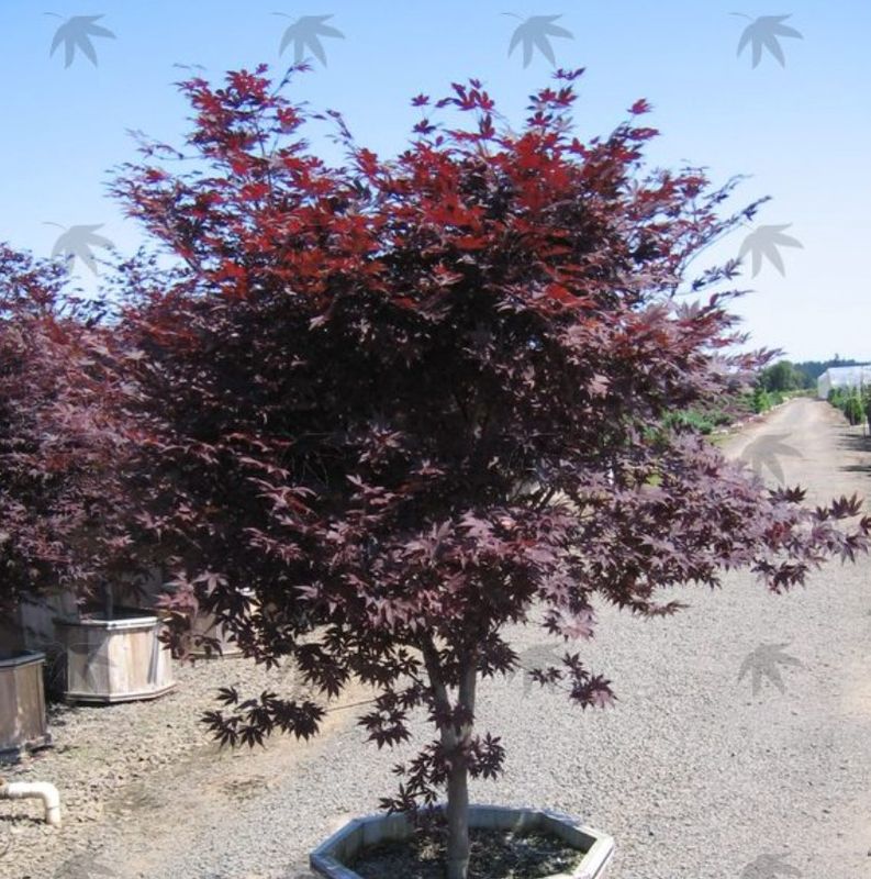 Japanese Maple Bloodgood 7 gal