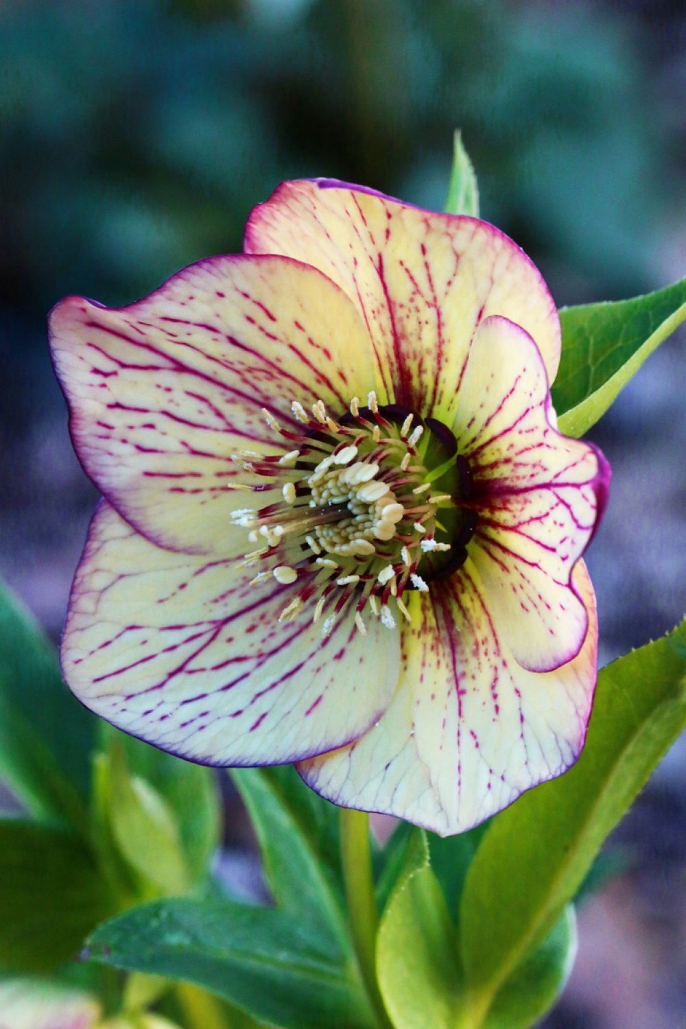 Hellebore Anja Oudolf 1 gal
