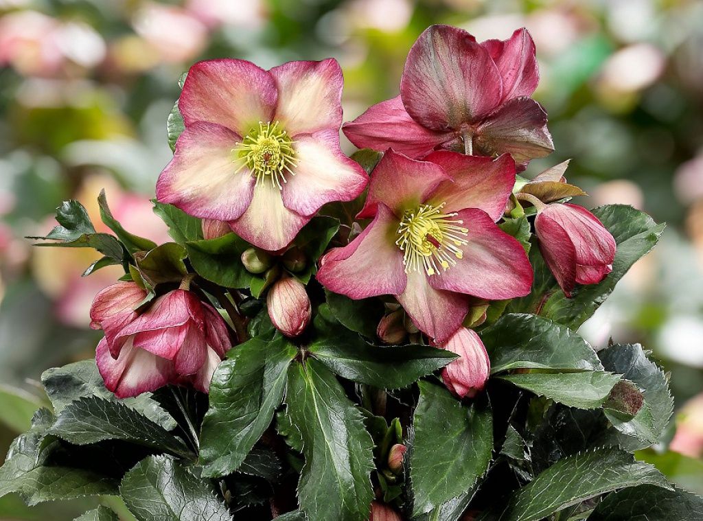 Hellebore HGC Rosali 1gal