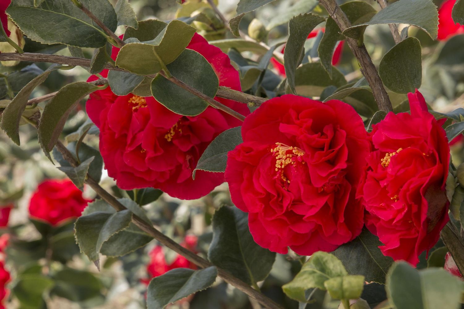 Camellia Kramers Supreme 2 gal