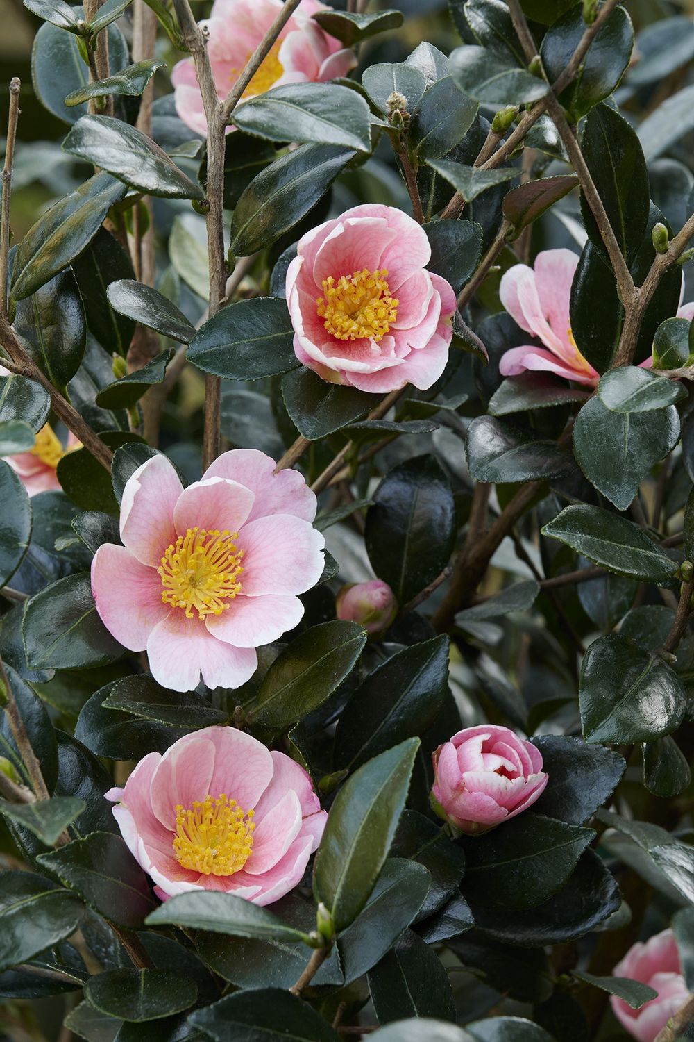 Camellia Pink a Boo 5 gal