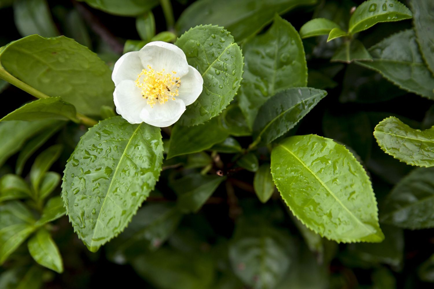 Tea Plant 2 gal