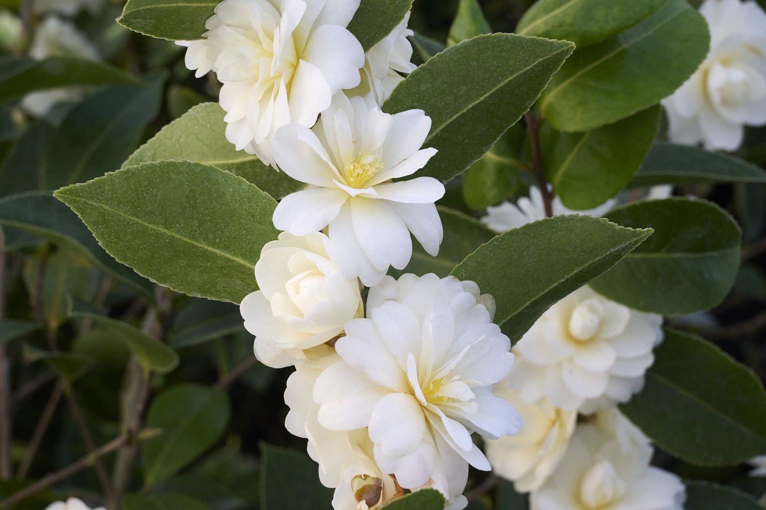 Camellia Buttermint 2 gal