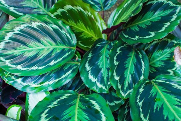 Medallion Painted Prayer Plant 6&quot;