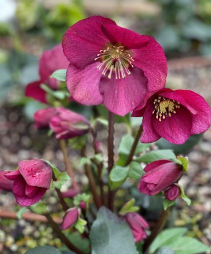 Hellebore Winter Ballet Leona 1 gal