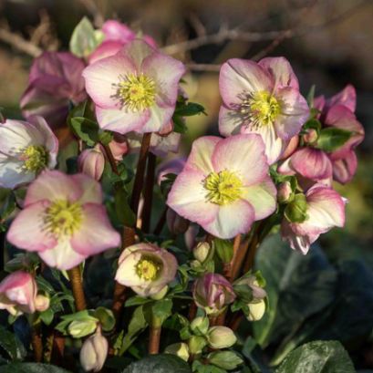 Hellebore Ice N Roses Rosetta 1 gal