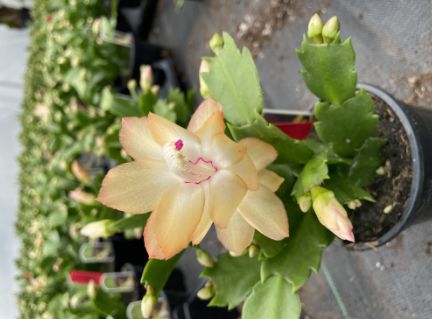Christmas Cactus Yellow Flame 4&quot;