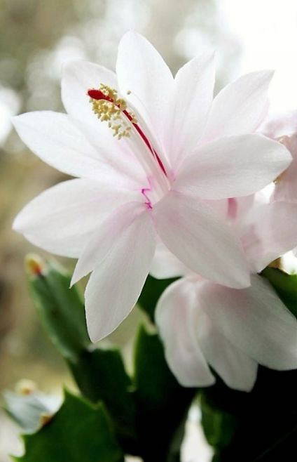 Xmas Cactus White Flame 8in