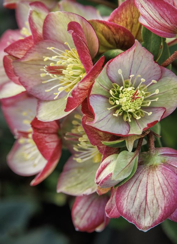 Hellebore Ice N Roses Carlotta 1 gal
