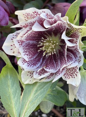 Hellebore Northstar Ruby Heart 1 gal