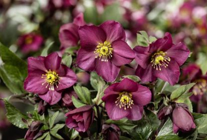 Hellebore Red Romance 1 gal