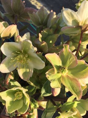 Hellebore Honeyhill  Joy 1 gal