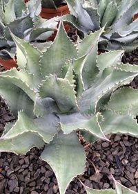 Agave Mr. RIpple 1 gal