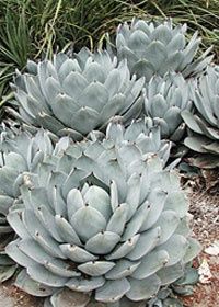 Silver Agave 1 gal