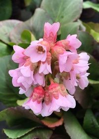 Bergenia Baby Doll 1 gal