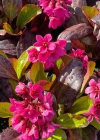 Bergenia EB Magenta 1 gal