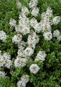 Hebe Sutherlandii 1 gal
