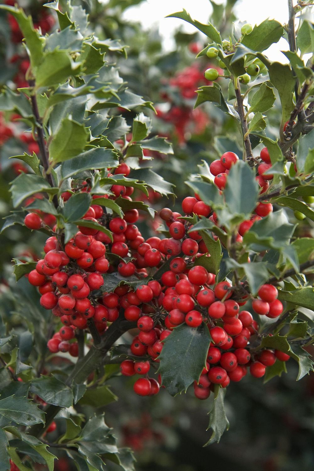 Ilex Berri-Magic Royalty Combo 5 gal