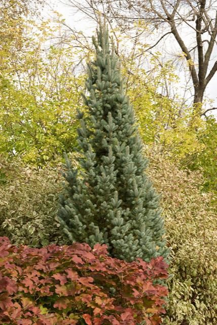 Colorado Spruce 5 gal