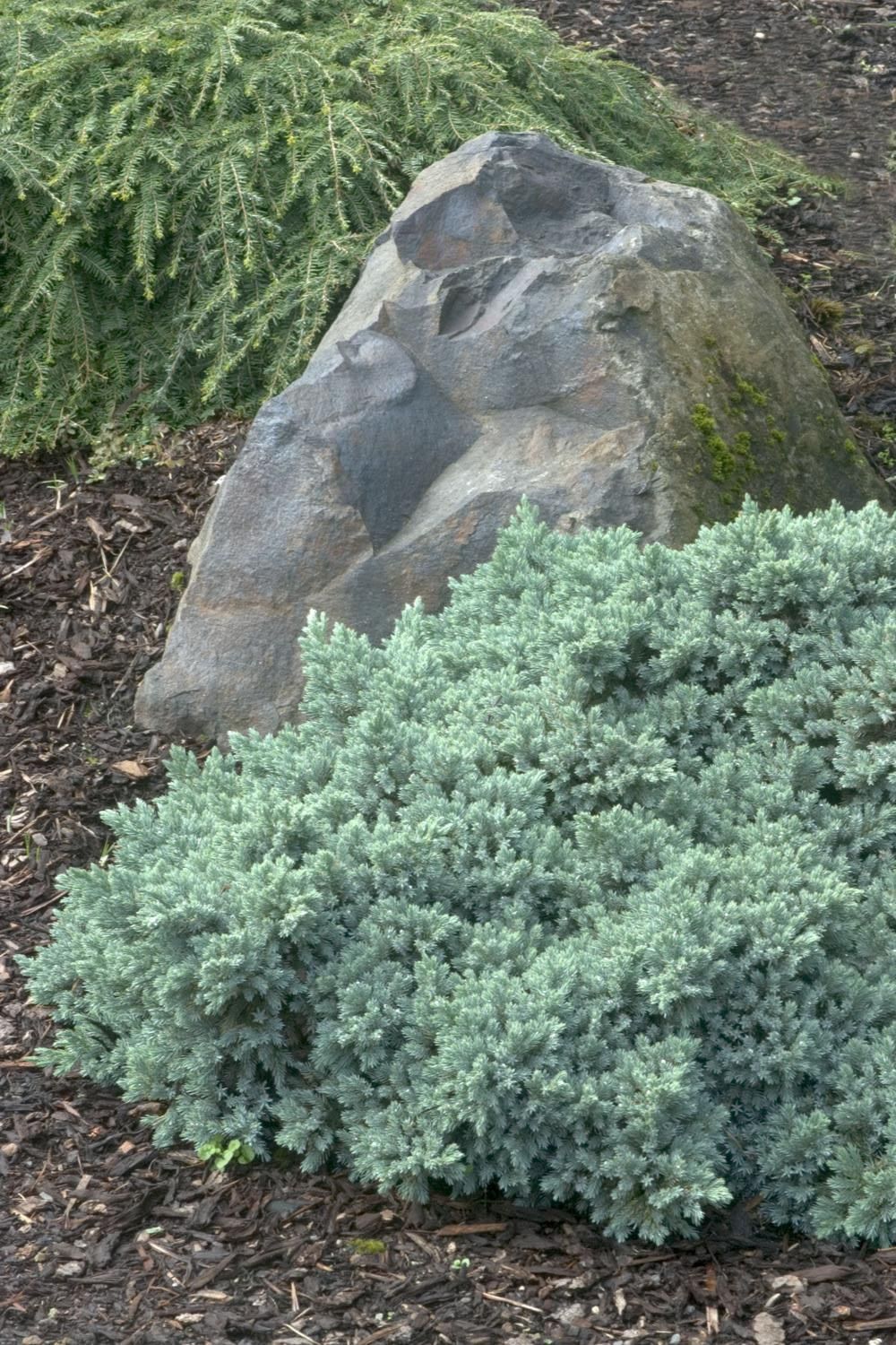 Blue Star Juniper 2 gal