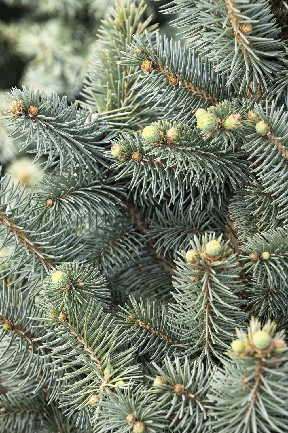Colorado Blue Spruce &#39;JeanGenie&#39; -2 gal