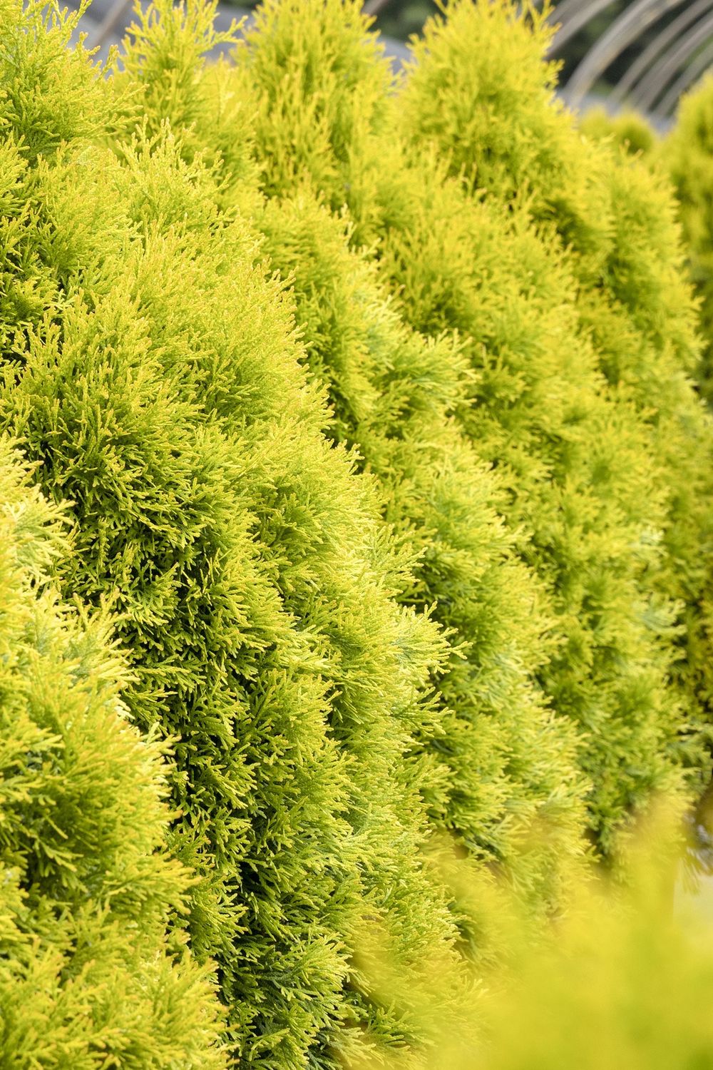 Thuja Highlights 1 gal