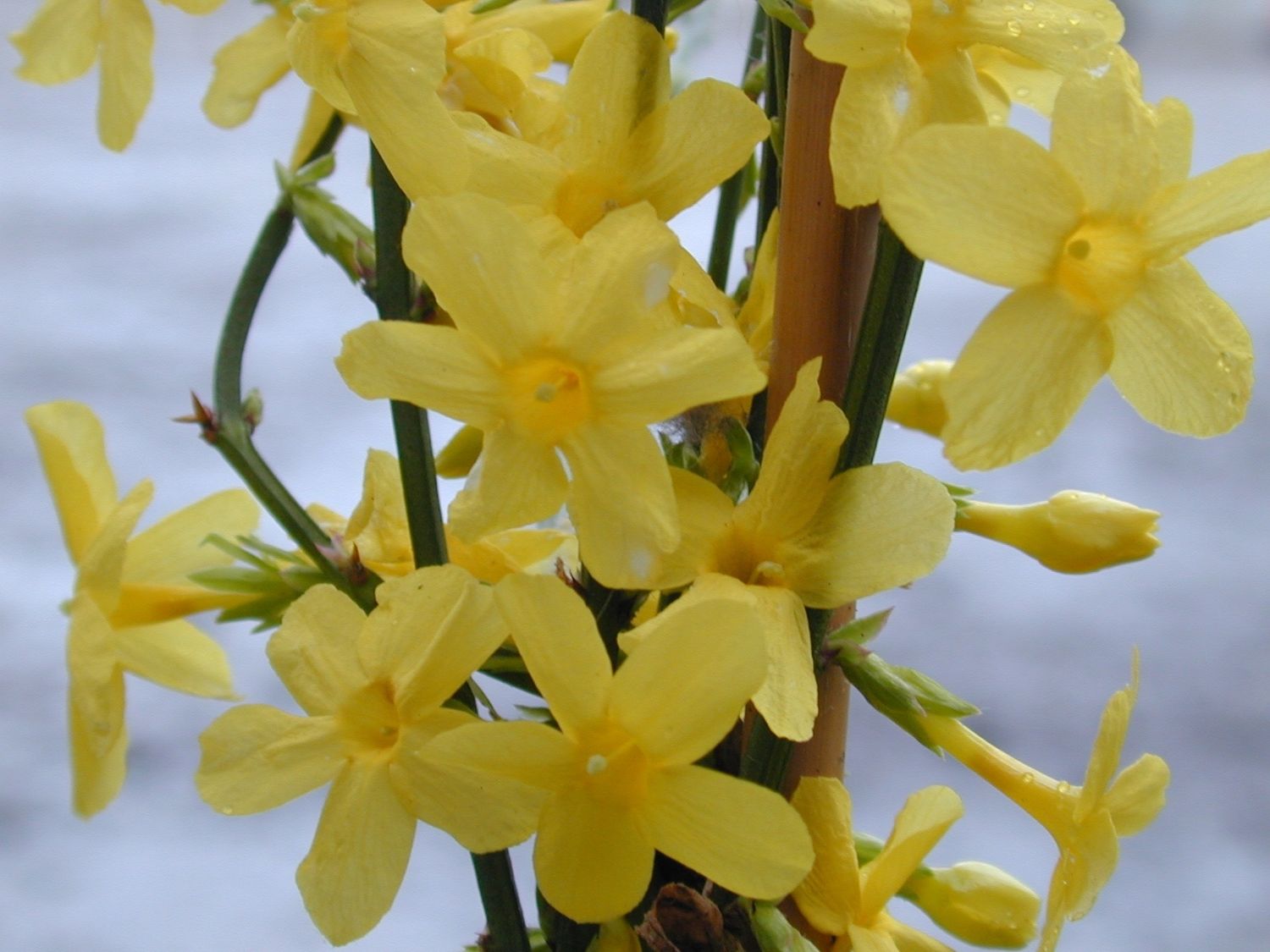 Winter Jasmine 1 gal