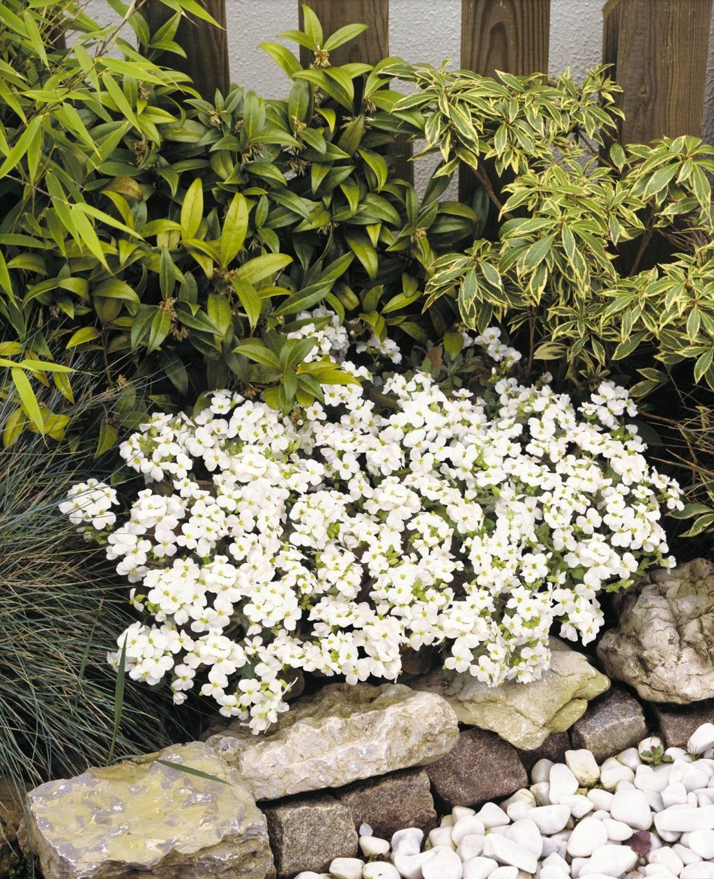 Arabis &#39;Catwalk White&#39; Qt