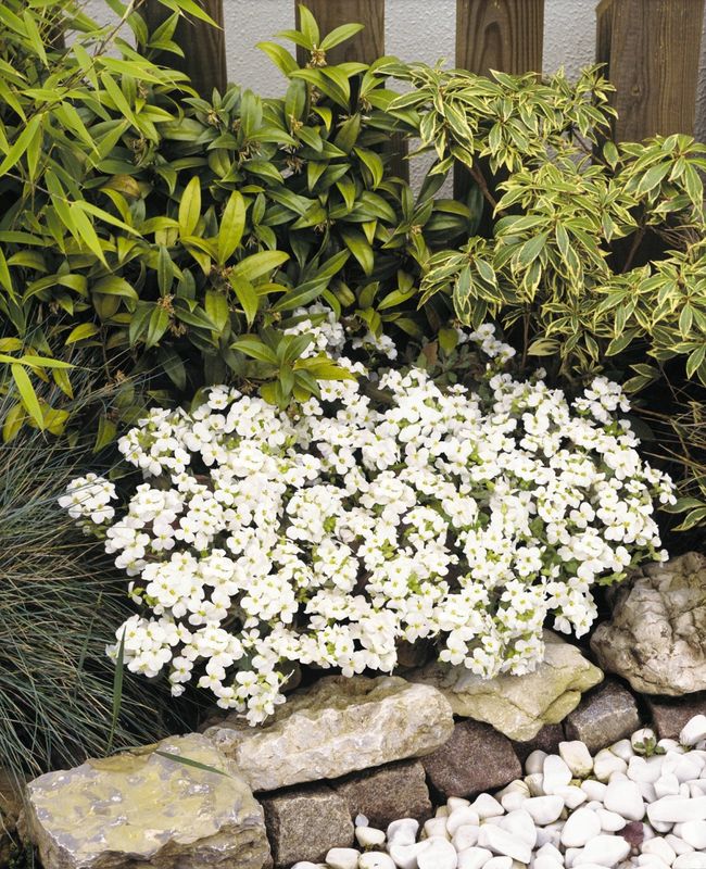 Arabis 'Catwalk White' Qt