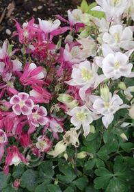 Columbine Biedermeier Mix 4&quot;