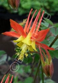 Columbine Tequila Sunrise 4&quot;