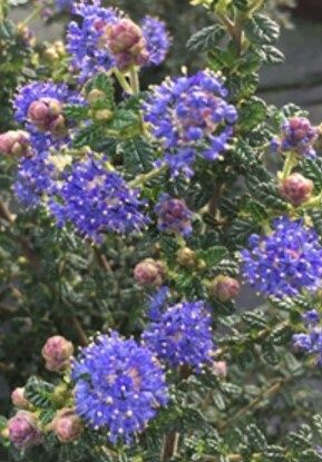 Ceanothus Julia Phelps 5 gal