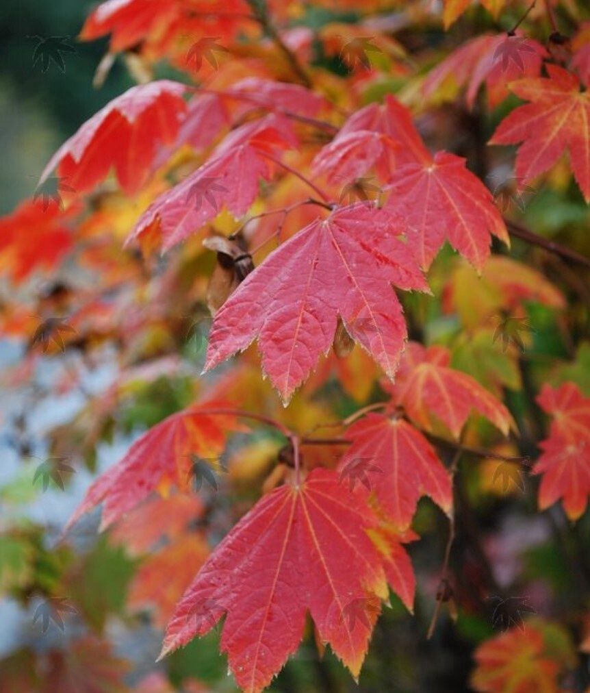 Vine Maple 2 gal