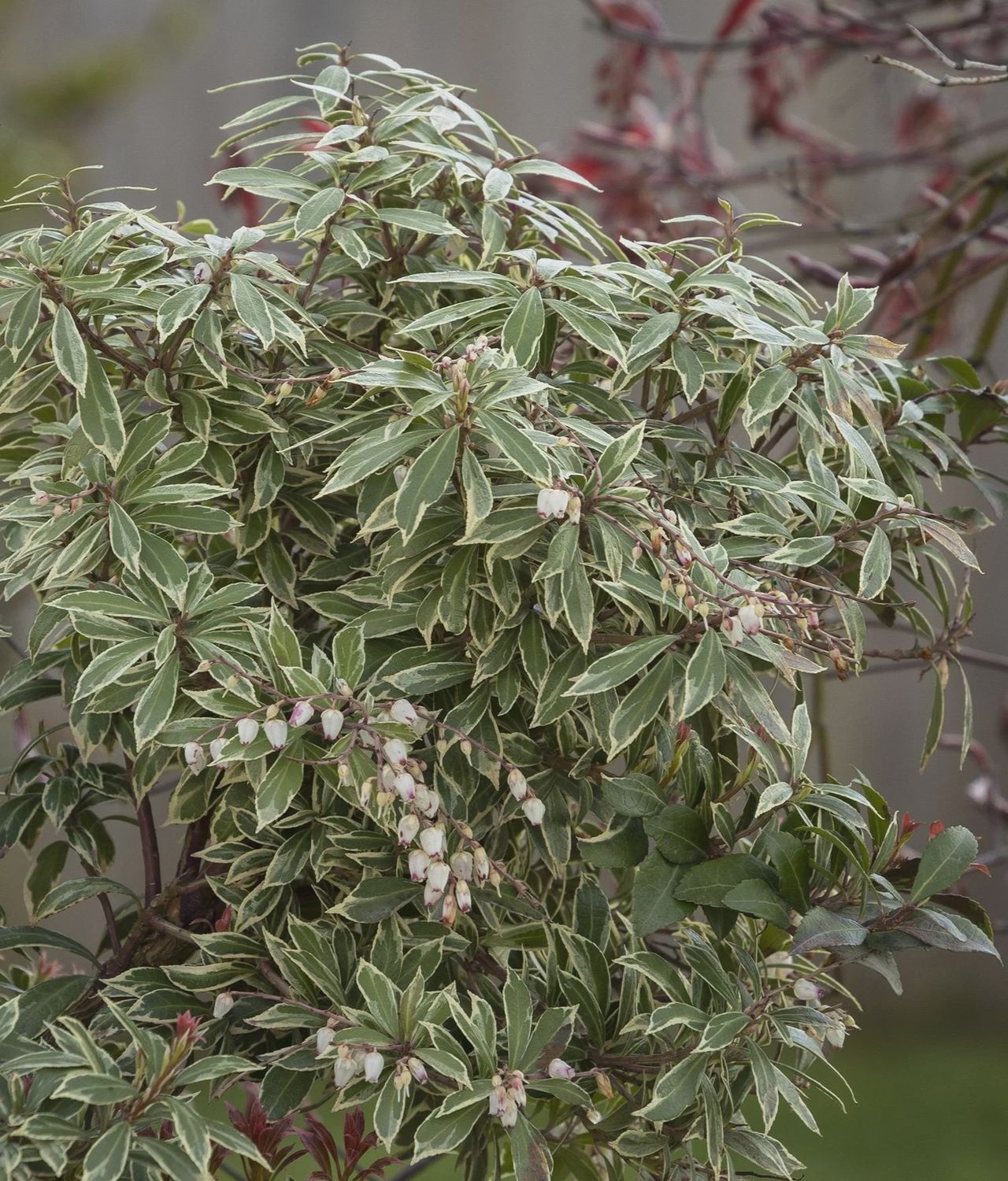 Pieris Little Heath 2 gal