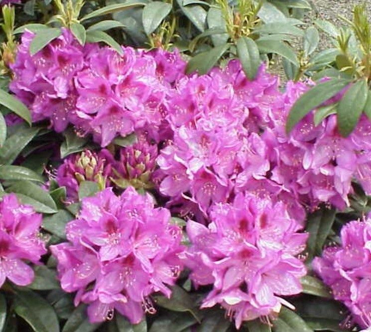 Rhody Anah Kruschke 6 gal