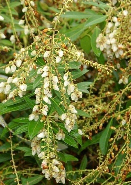 Pieris Snowdrift 2 gal
