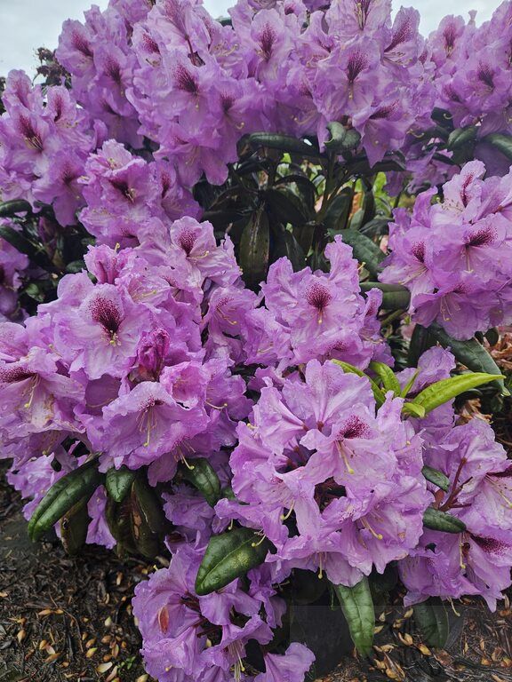 Rhody Arthur Bedford 2 gal