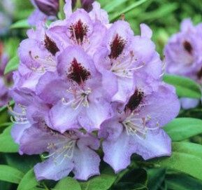 Rhody Blue Jay 2 gal