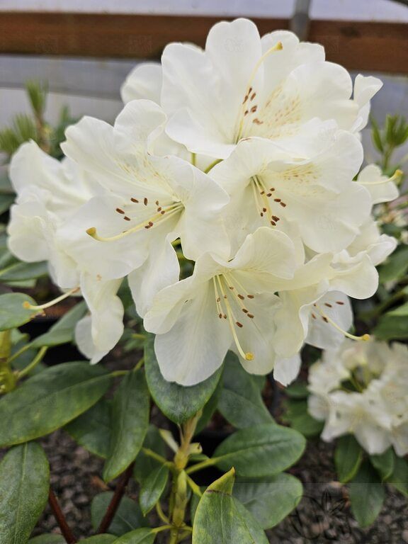 Rhody Butterfly 2 gal