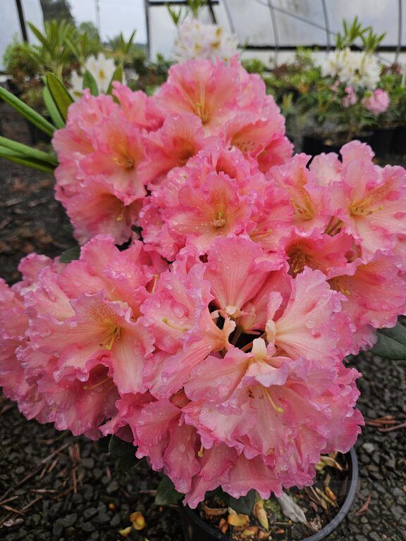 Rhody Cody 2 gal