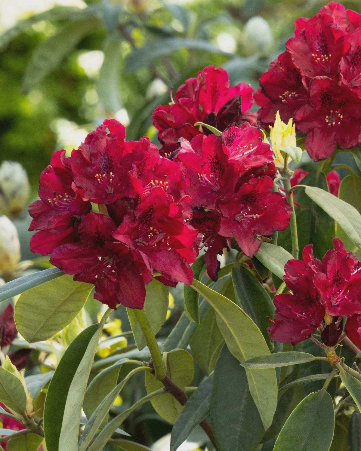 Rhody Henry&#39;s Red 2 gal