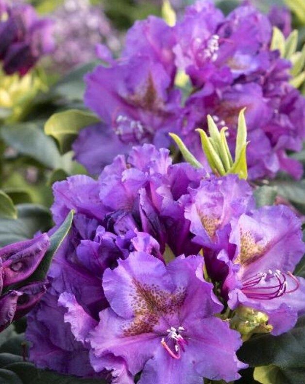 Rhody Lee's Dark Purple 2 gal