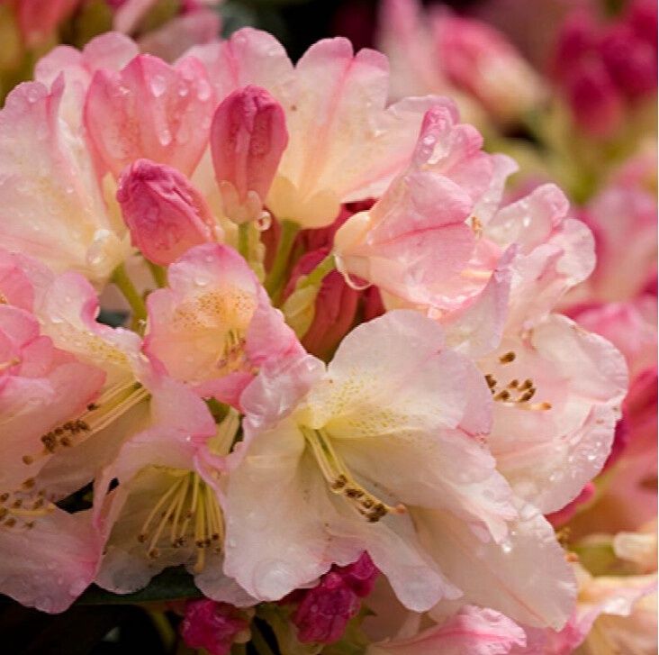 Rhody Percy Wiseman 2 gal