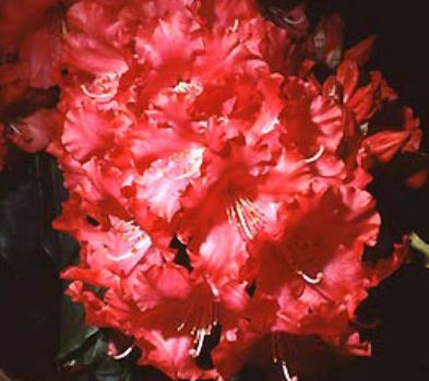Rhody Halfdan Lem 2 gal