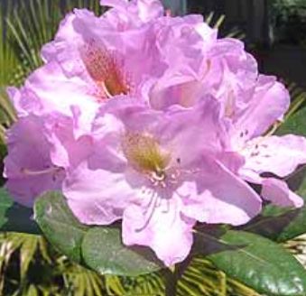 Rhody Lavender Princess 2 gal