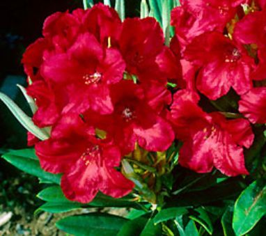 Rhody Dopey 2 gal