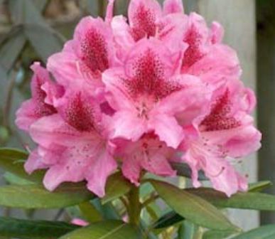 Rhody Cosmopolitan 2 gal